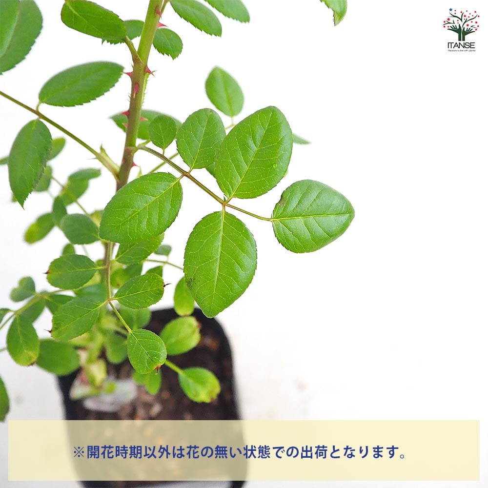 薔薇 アンジェラ 接木 【花木苗 4号／1個売り】｜ 【植物の