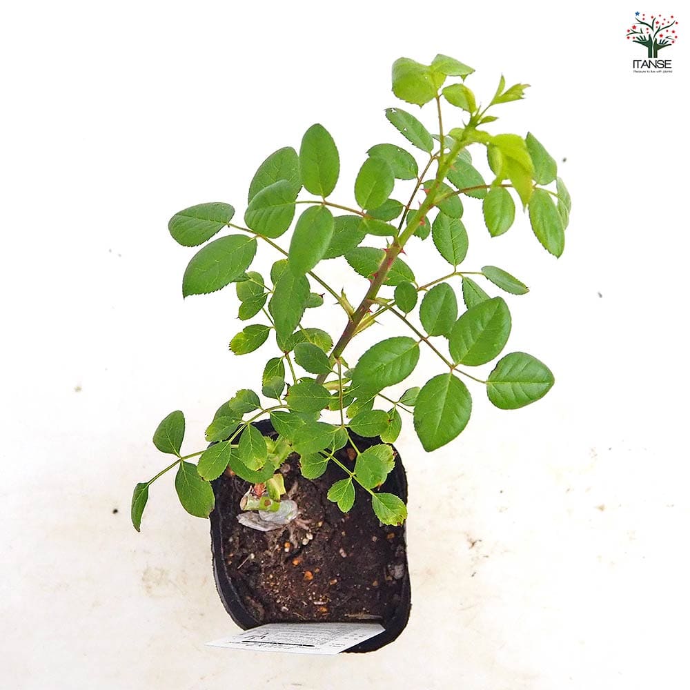 薔薇 アンジェラ 接木 【花木苗 4号／1個売り】｜ 【植物の