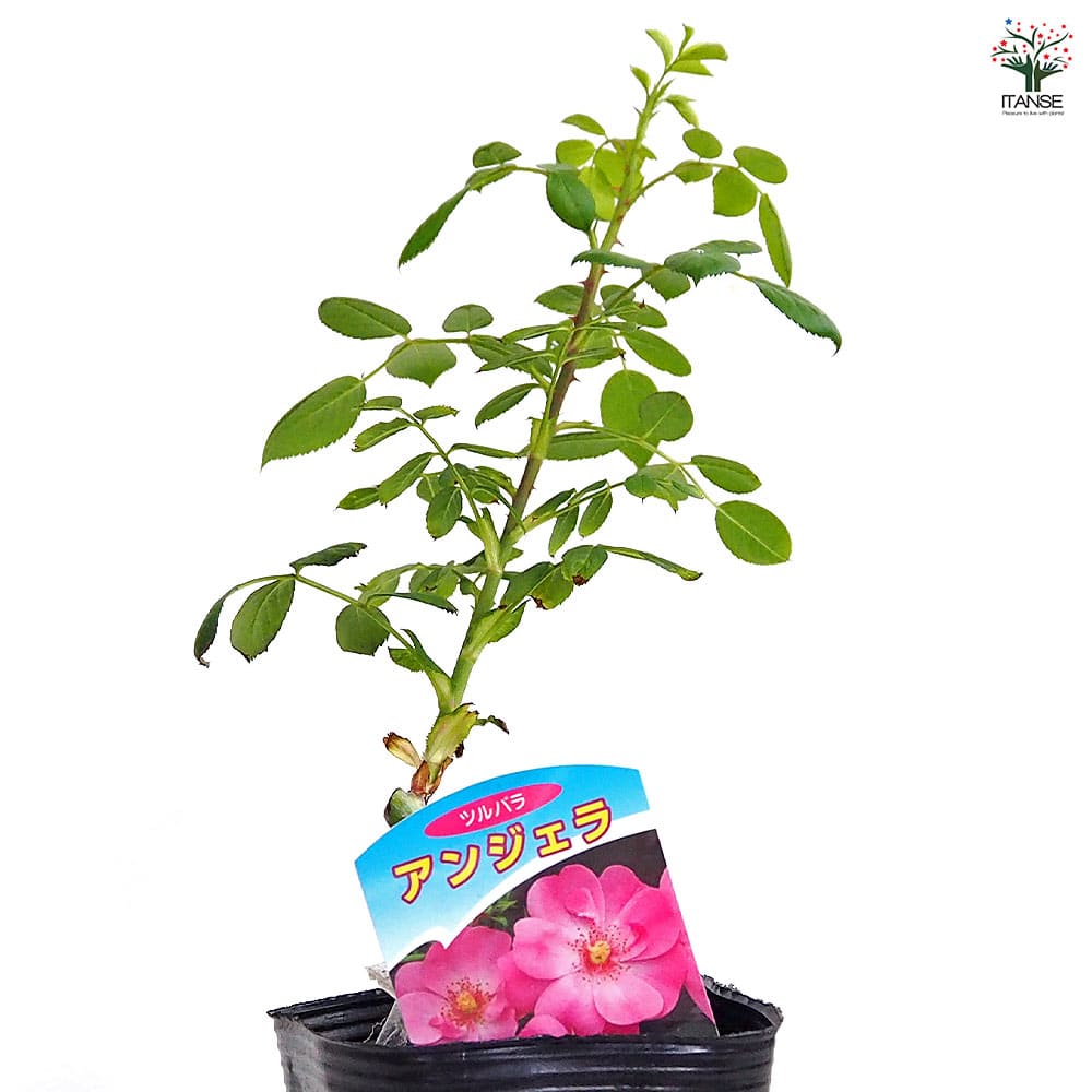 薔薇 アンジェラ 接木 【花木苗 4号／1個売り】｜ 【植物の