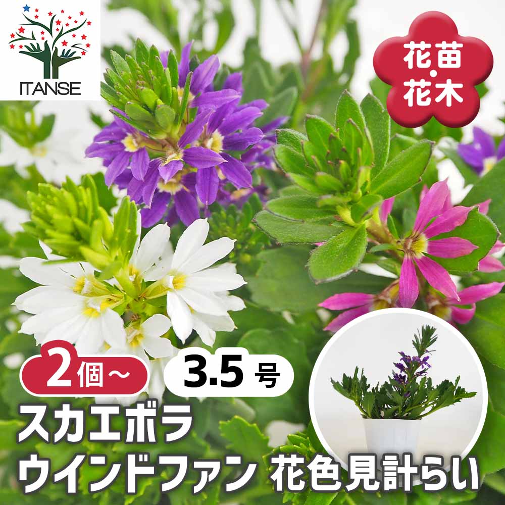 スカエボラ ウインドファン色見計らい2個～ 【花苗 3.5号】｜ 【植物の