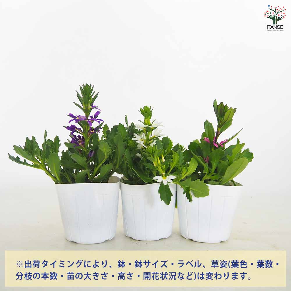スカエボラ ウインドファン色見計らい2個～ 【花苗 3.5号】｜ 【植物の