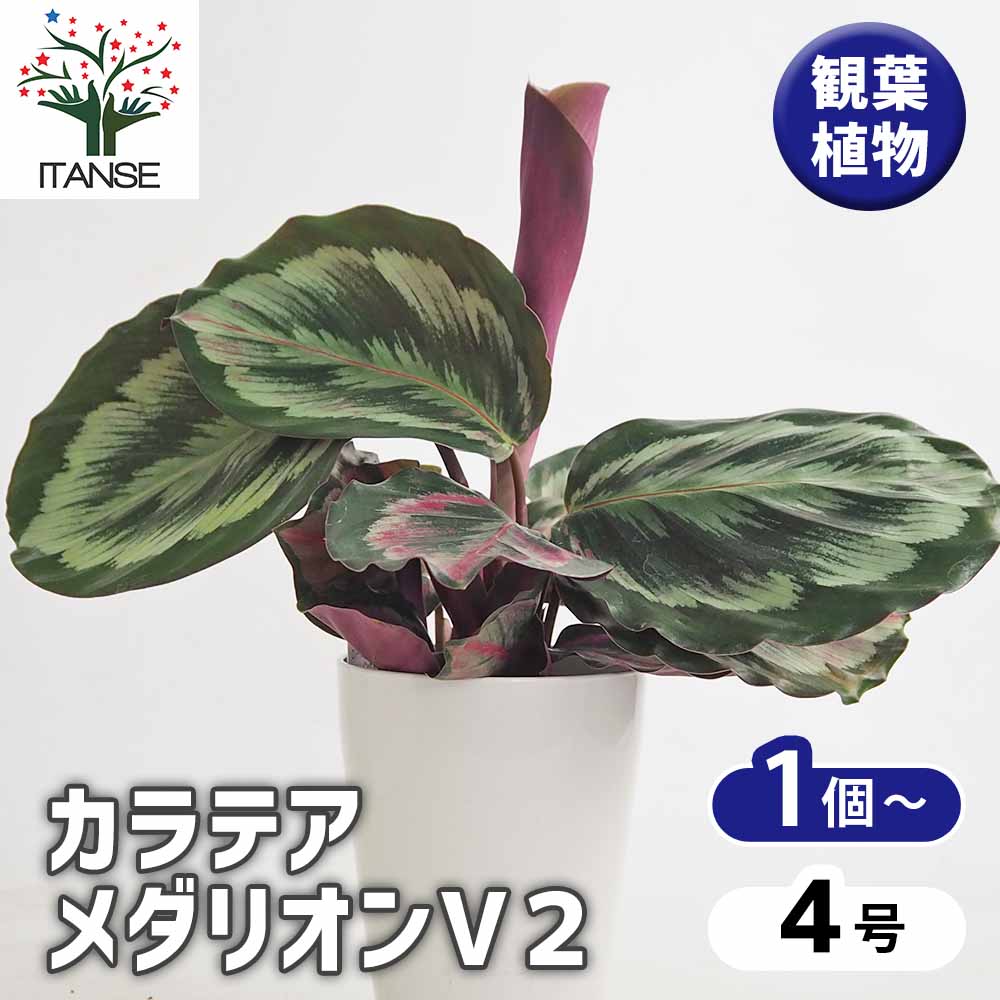 カラテア メダリオンV 【観葉植物 4号】｜ 【植物のITANSE】全品