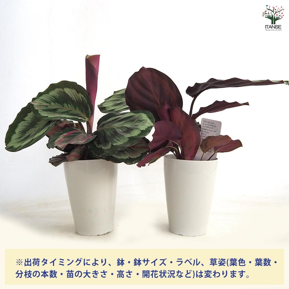 カラテア メダリオンV 【観葉植物 4号】｜ 【植物のITANSE】全品