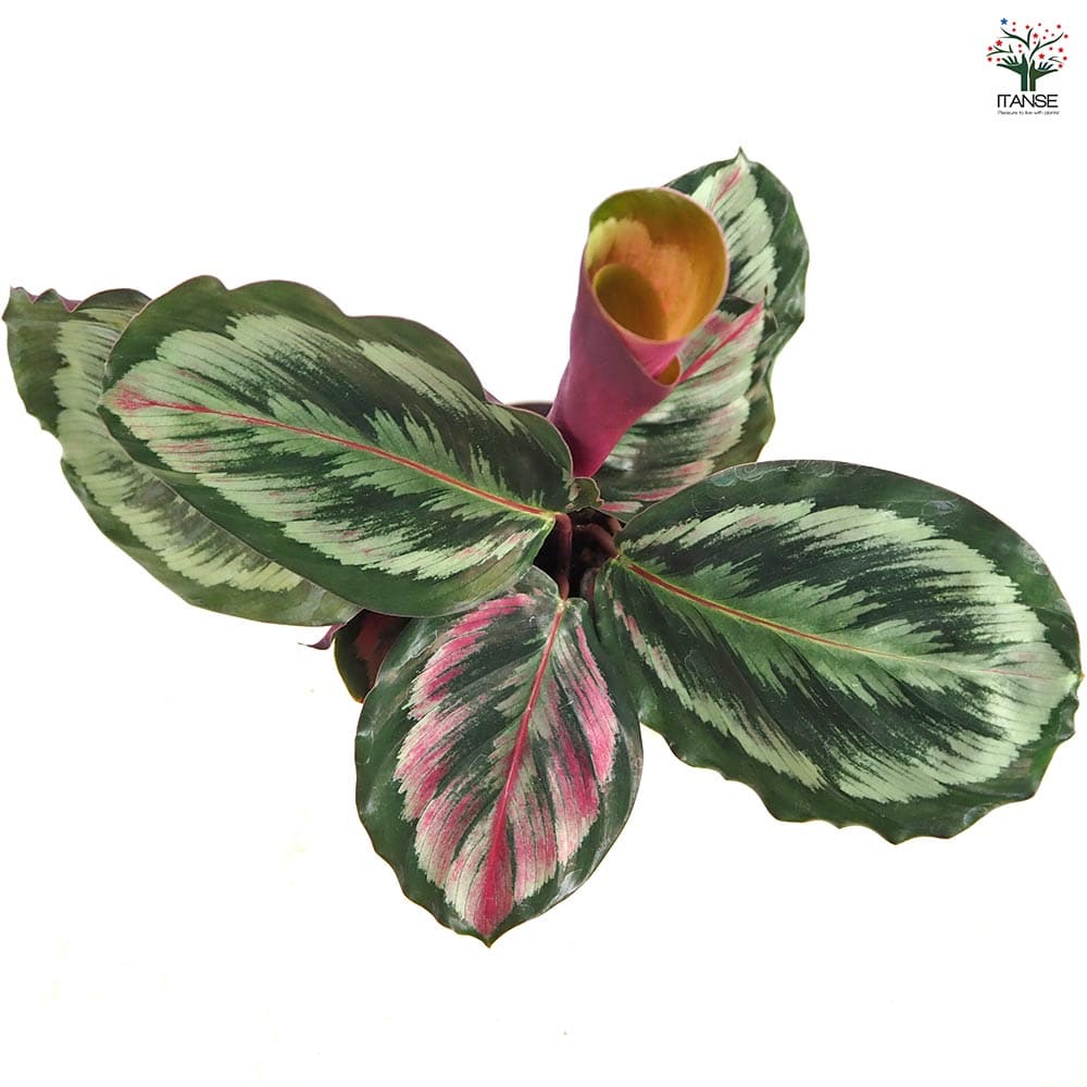 カラテア メダリオンV 【観葉植物 4号】｜ 【植物のITANSE】全品