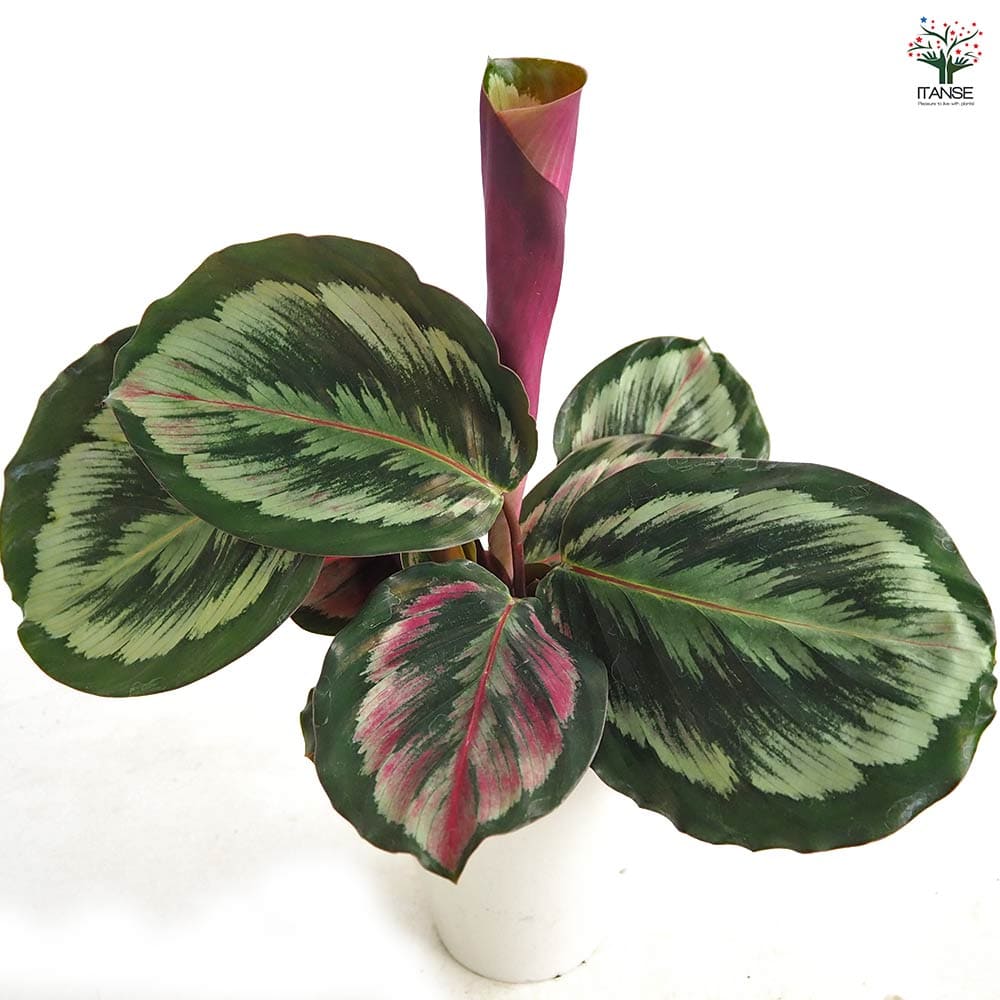 カラテア メダリオンV 【観葉植物 4号】｜ 【植物のITANSE】全品