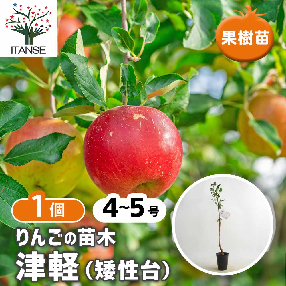 りんごの苗木 矮性台津軽 【果樹の苗 4～5号／1個売り】｜ 【植物の