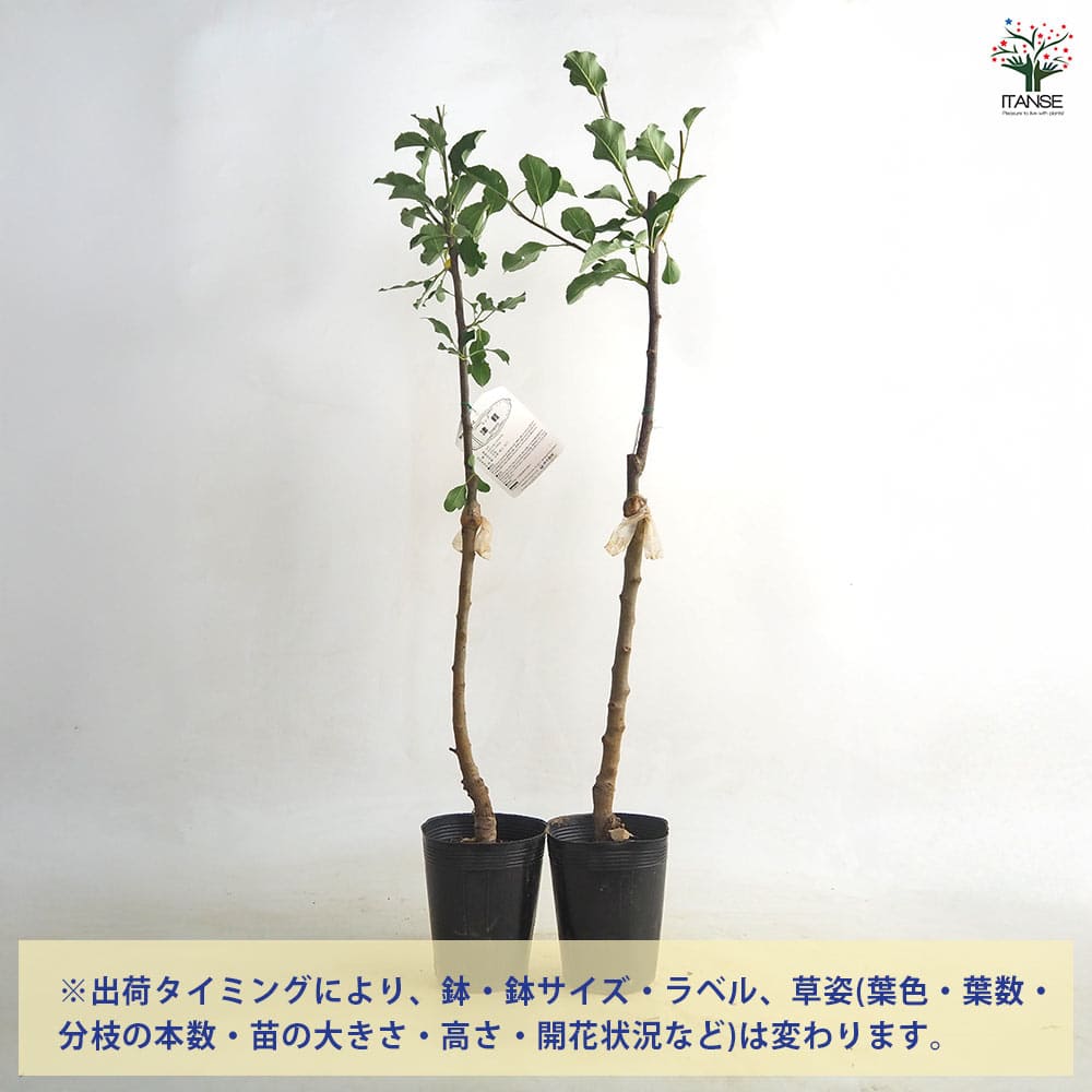 りんごの苗木 矮性台津軽 【果樹の苗 4～5号／1個売り】｜ 【植物の