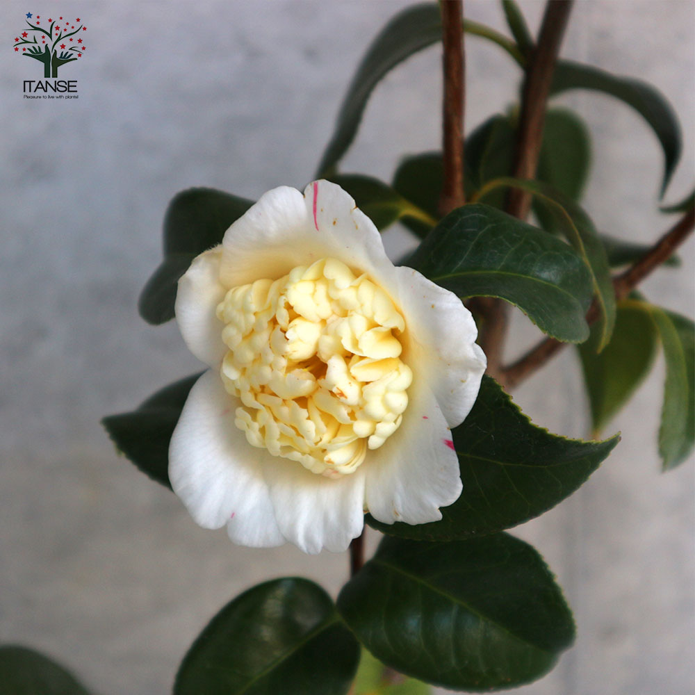 椿(ツバキ)の苗木 品種：白卜伴(シロボクハン) 【庭木 5号鉢／1個売り