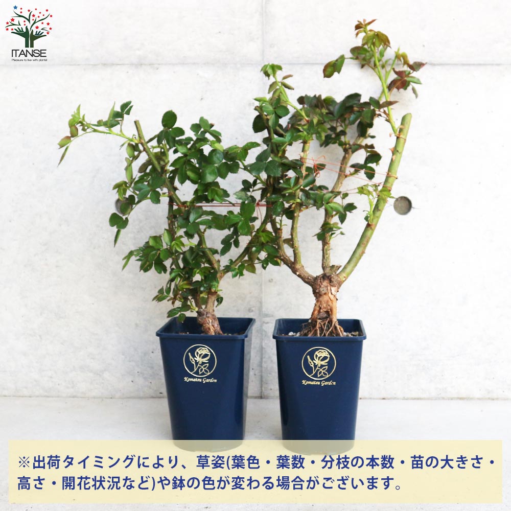 返り咲き性つる薔薇 ピエール ド ロンサール【花苗 5号角鉢新苗／1個