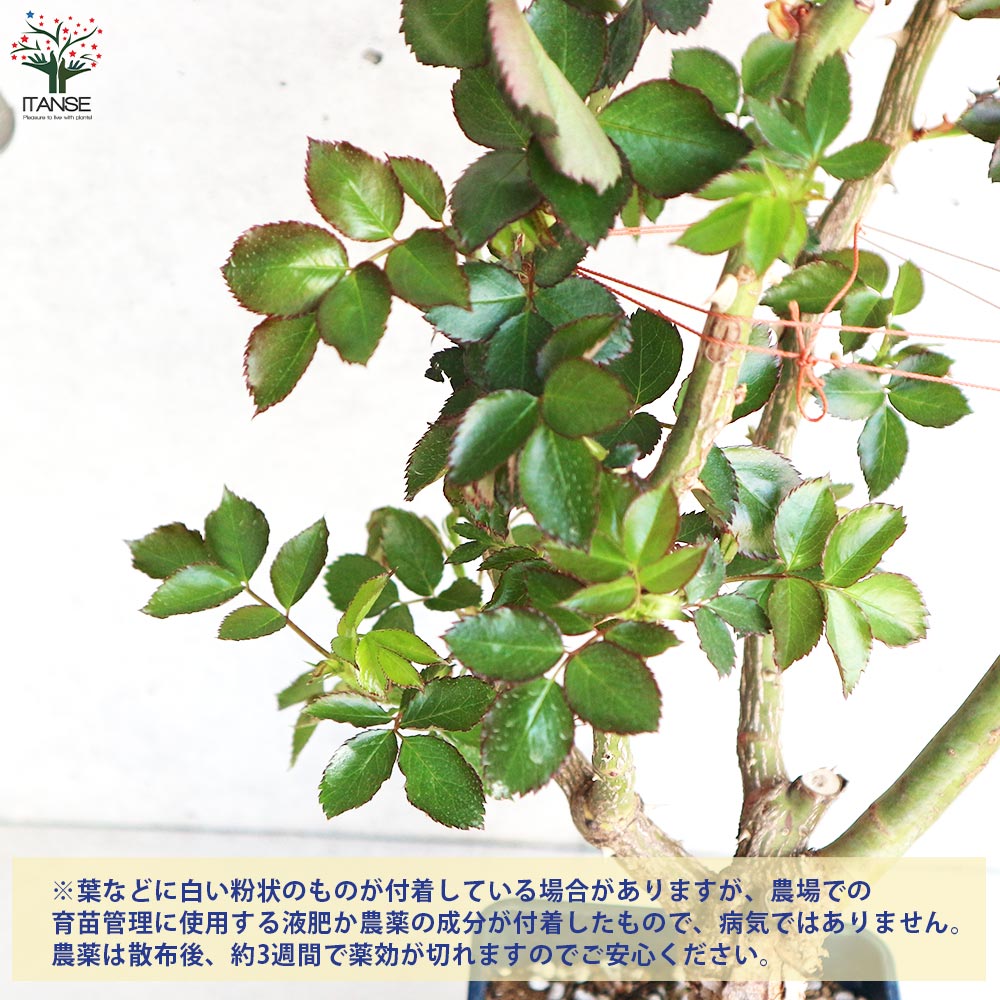 フランボワーズ バニーユ（大苗）】ピンクの絞り咲きのつるバラ