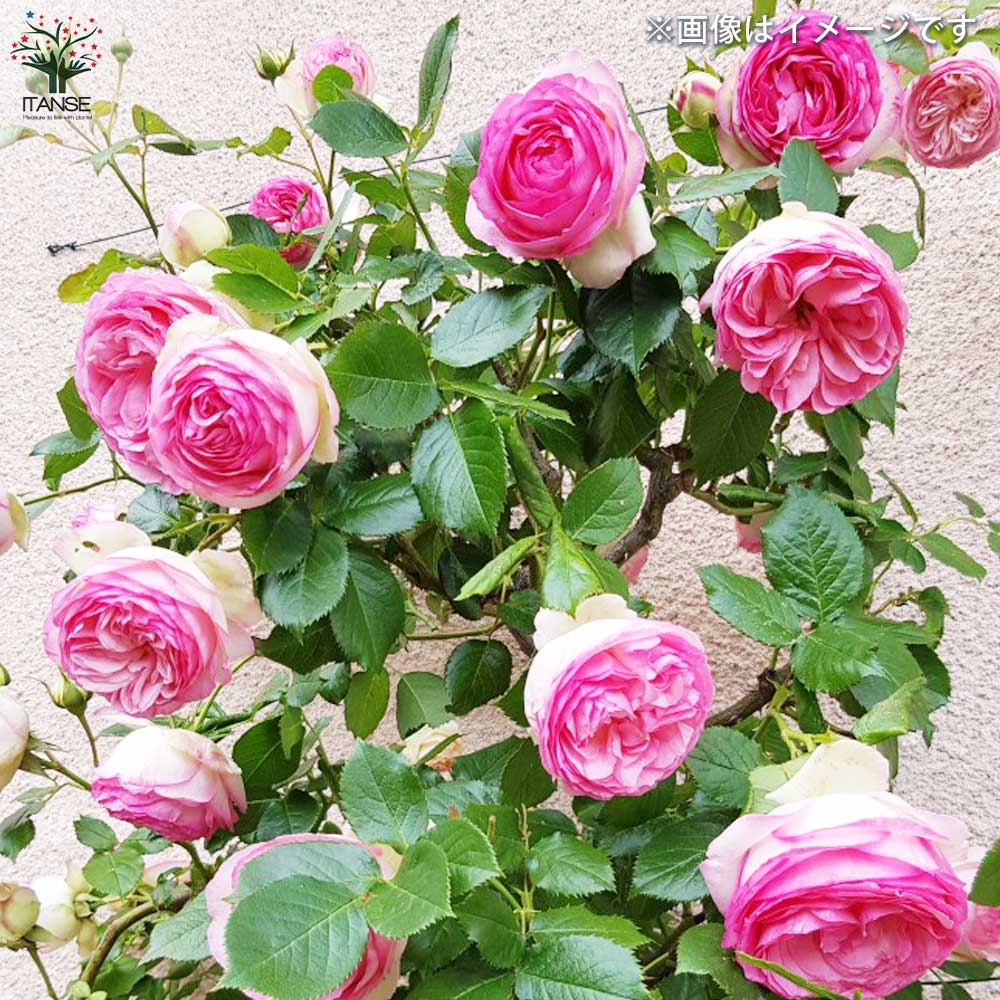 返り咲き性つる薔薇 ピエール ド ロンサール【花苗 5号角鉢新苗 返り咲き性つる薔薇 ピエール ド ロンサール【花苗 5号角鉢新苗