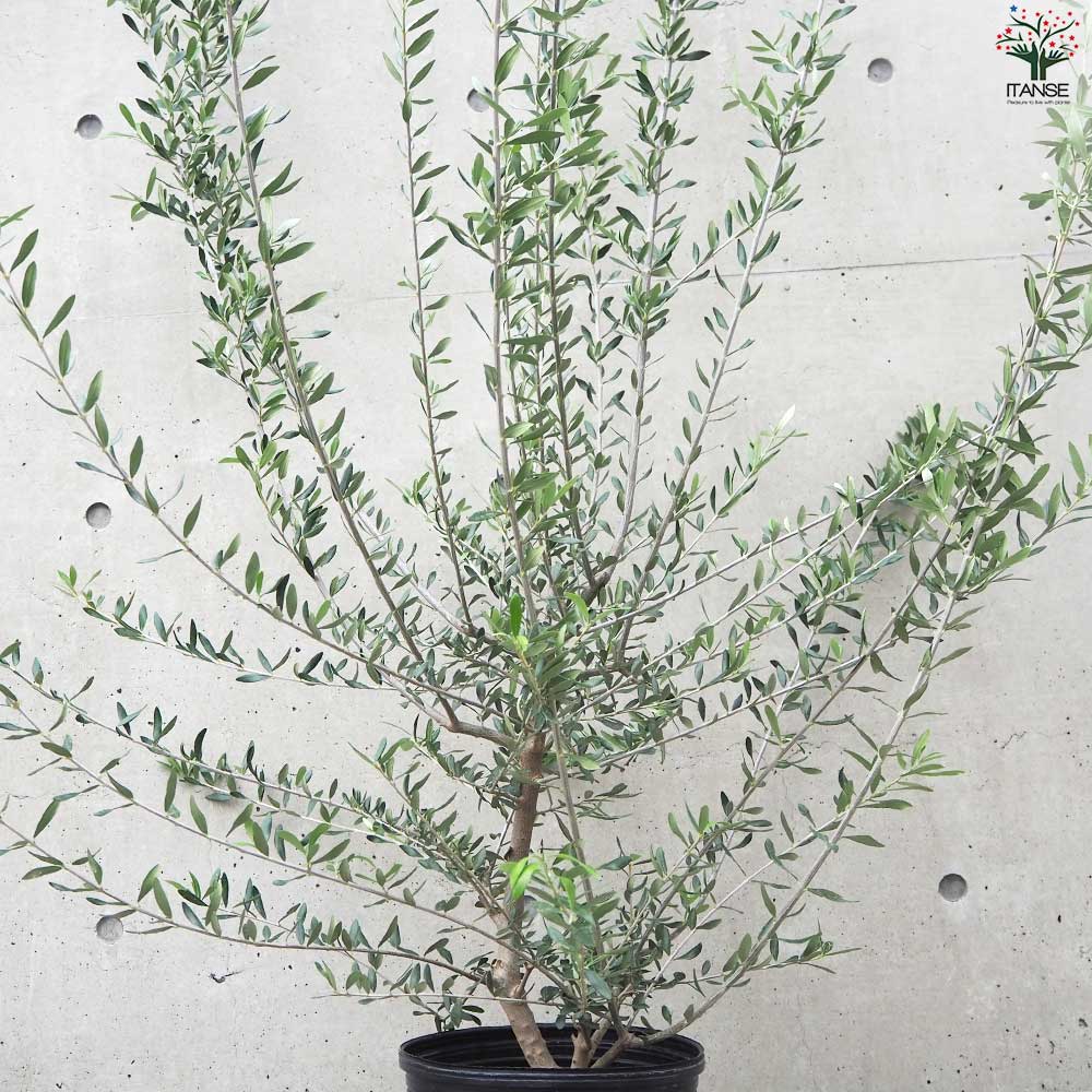 オリーブ：レッチーノ3-3.5号ポット の通販 | 園芸ネット オリーブの木