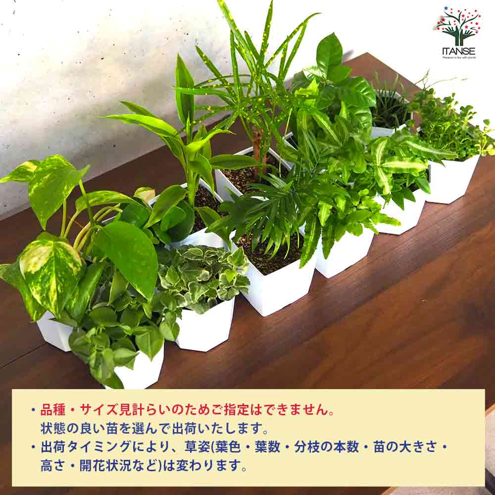 ミニ観葉植物ディスプレイ&生育棚 自動水やり器付き・木製くさびラック