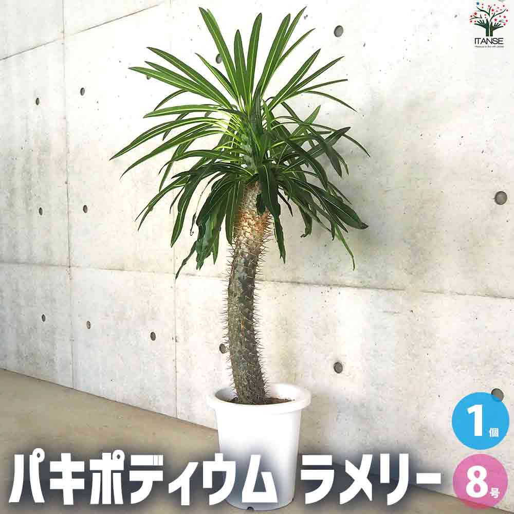 パキポディウム  ラメリー 【多肉植物 8号鉢／1個売り】