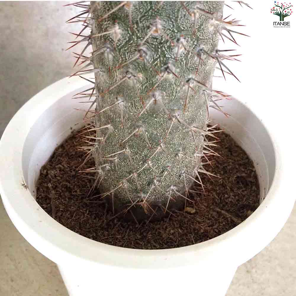 パキポディウム  ラメリー 【多肉植物 8号鉢／1個売り】