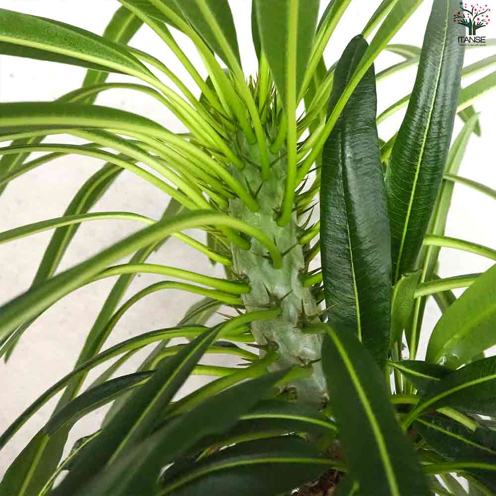 パキポディウム  ラメリー 【多肉植物 8号鉢／1個売り】