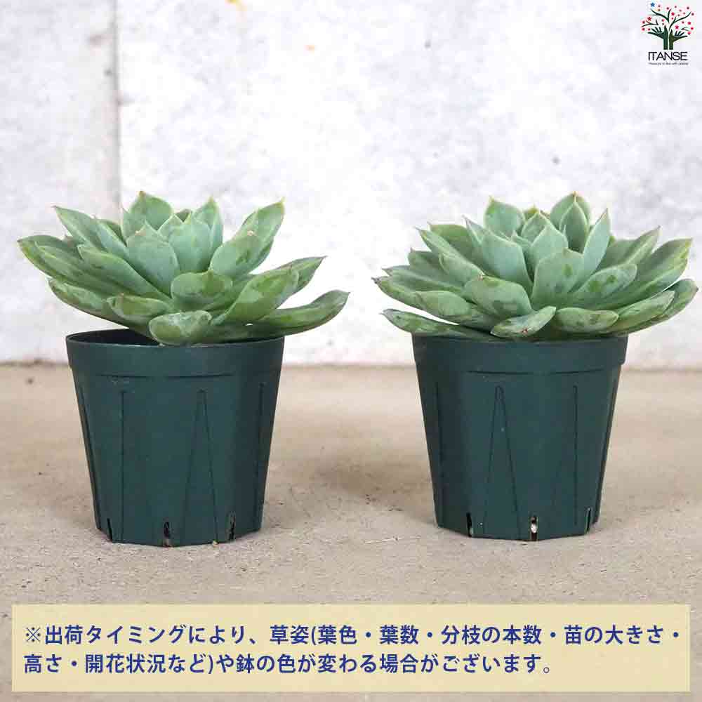 エケベリア ムーンフェアリー 【多肉植物 2.5号鉢／1個売り】