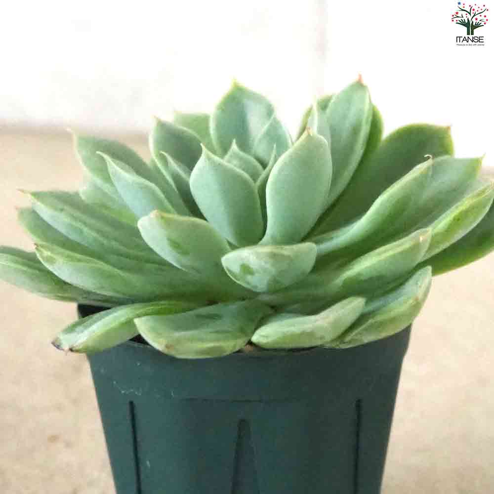 エケベリア ムーンフェアリー 【多肉植物 2.5号鉢／1個売り】