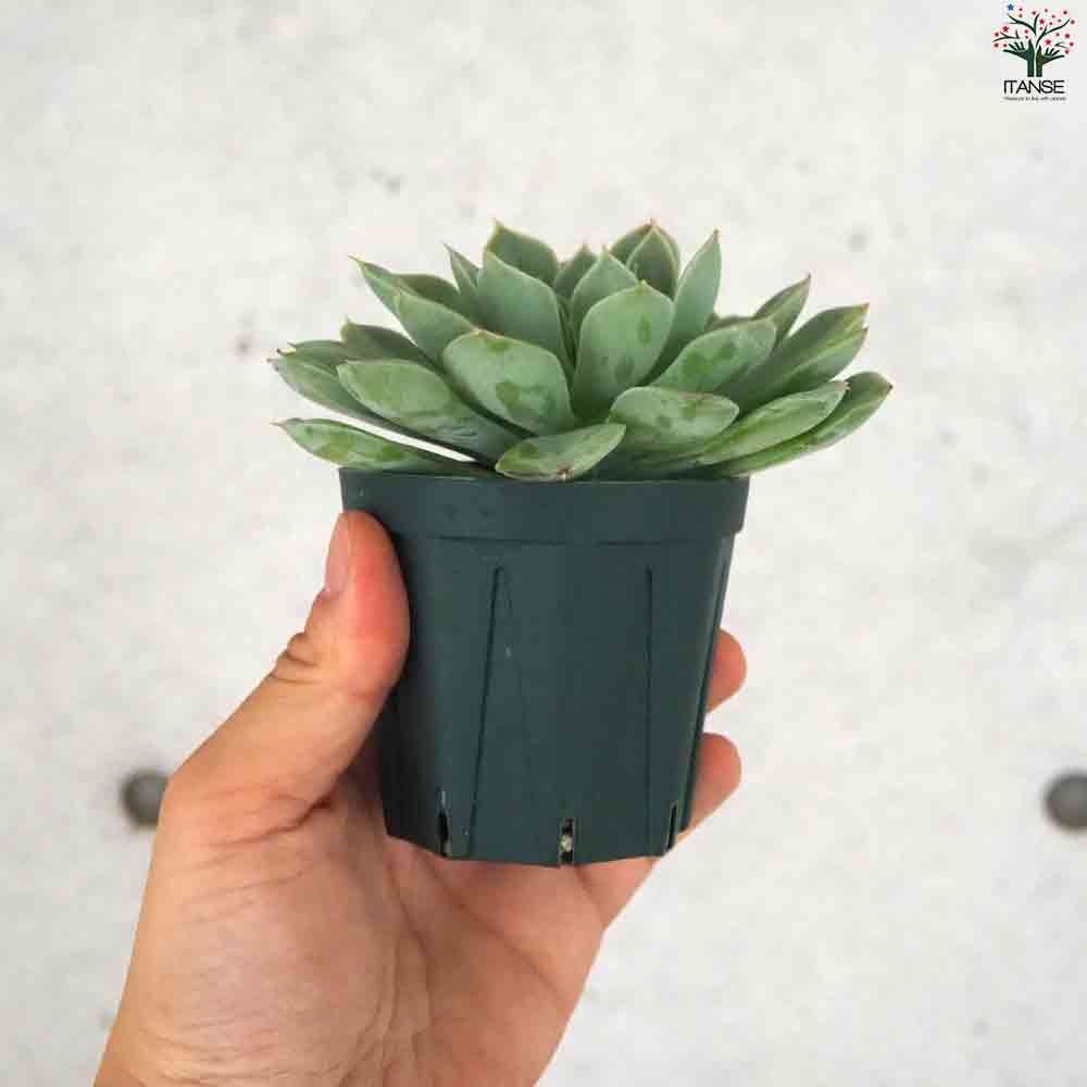 エケベリア ムーンフェアリー 【多肉植物 2.5号鉢／1個売り】