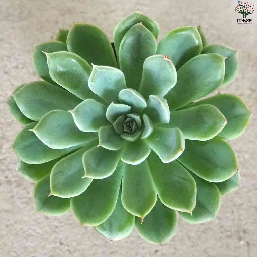 エケベリア ムーンフェアリー 【多肉植物 2.5号鉢／1個売り】