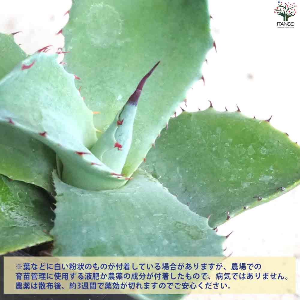 値下げ！特大　50cm アガベ　ベルシャフェルティ　怒雷神　ドライガーデン 特大 50cm アガベ ベルシャフェルティ 怒雷神 ドライガーデン