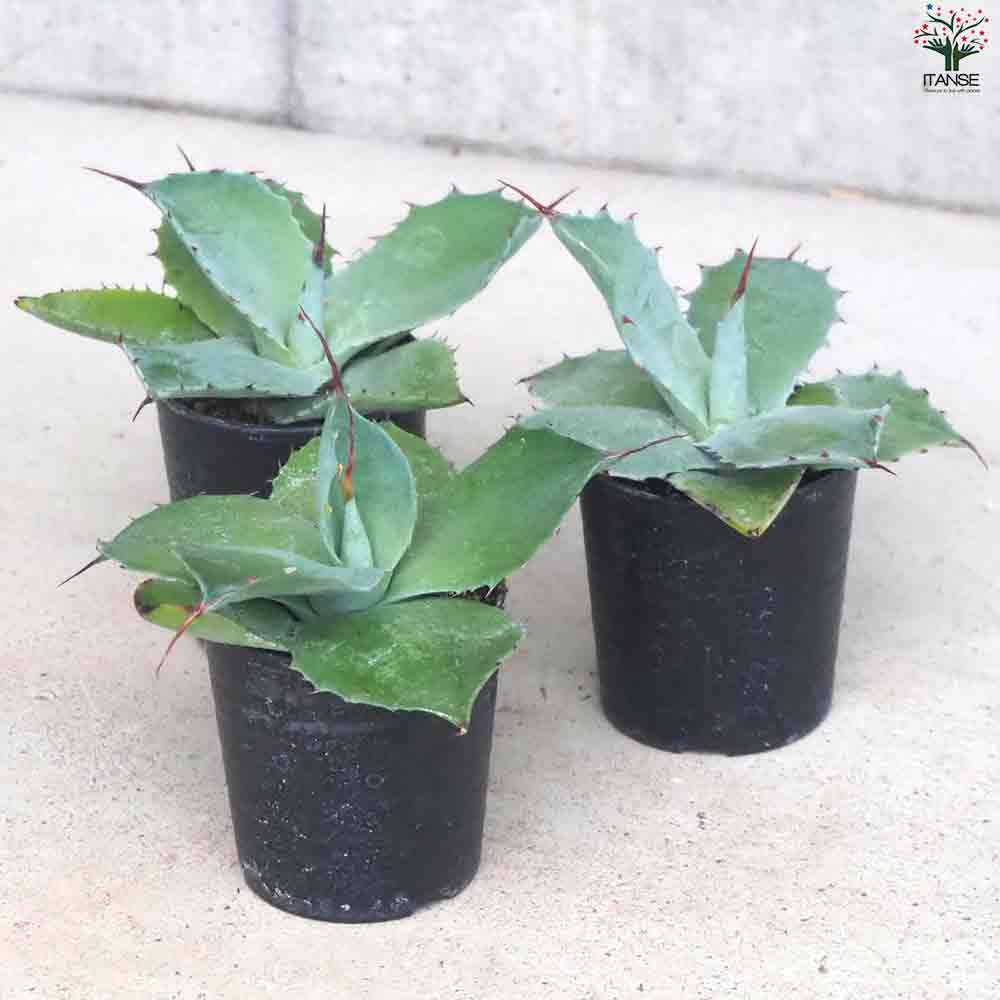 アガベ ベルシャフェルティ怒雷神 【多肉植物 2.5号鉢／1個売り