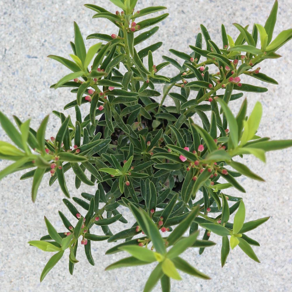 エリオステモン【花苗 3.5号ポット】｜ 【植物のITANSE】全品