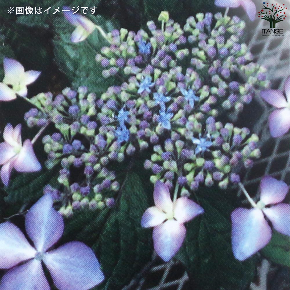 山アジサイの苗 品種：しゅりけん(手裏剣)【花苗 3号ポット】｜ 【植物