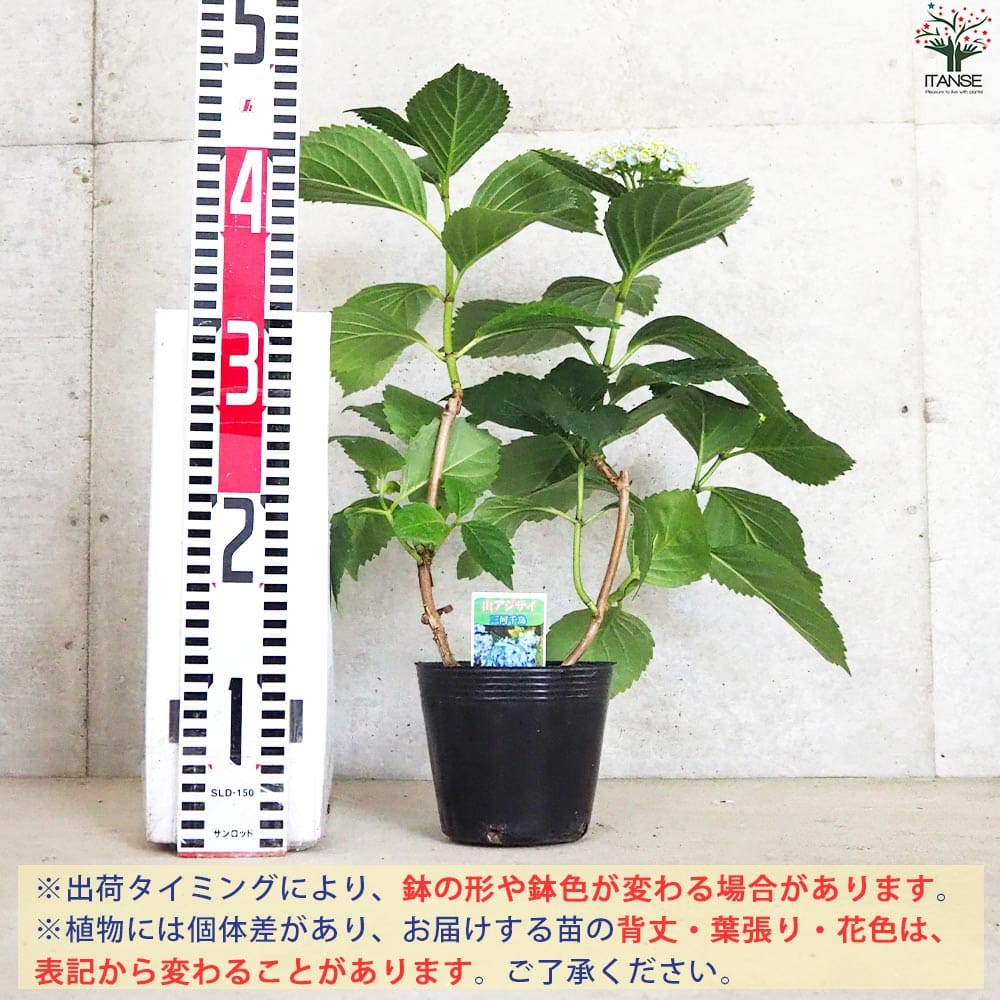 山アジサイ 三河千鳥(ミカワチドリ)【花苗 4号ポット】｜ 【植物の