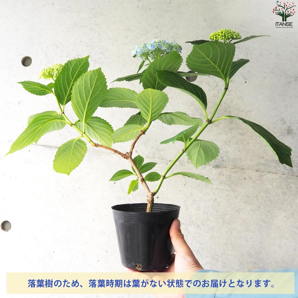 山アジサイ 三河千鳥(ミカワチドリ)【花苗 4号ポット】｜ 【植物の