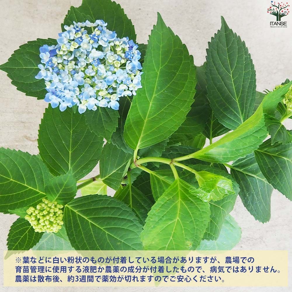 アジサイ 山アジサイ 三河千鳥(ミカワチドリ)【花苗 4号ポット】｜ 【植物