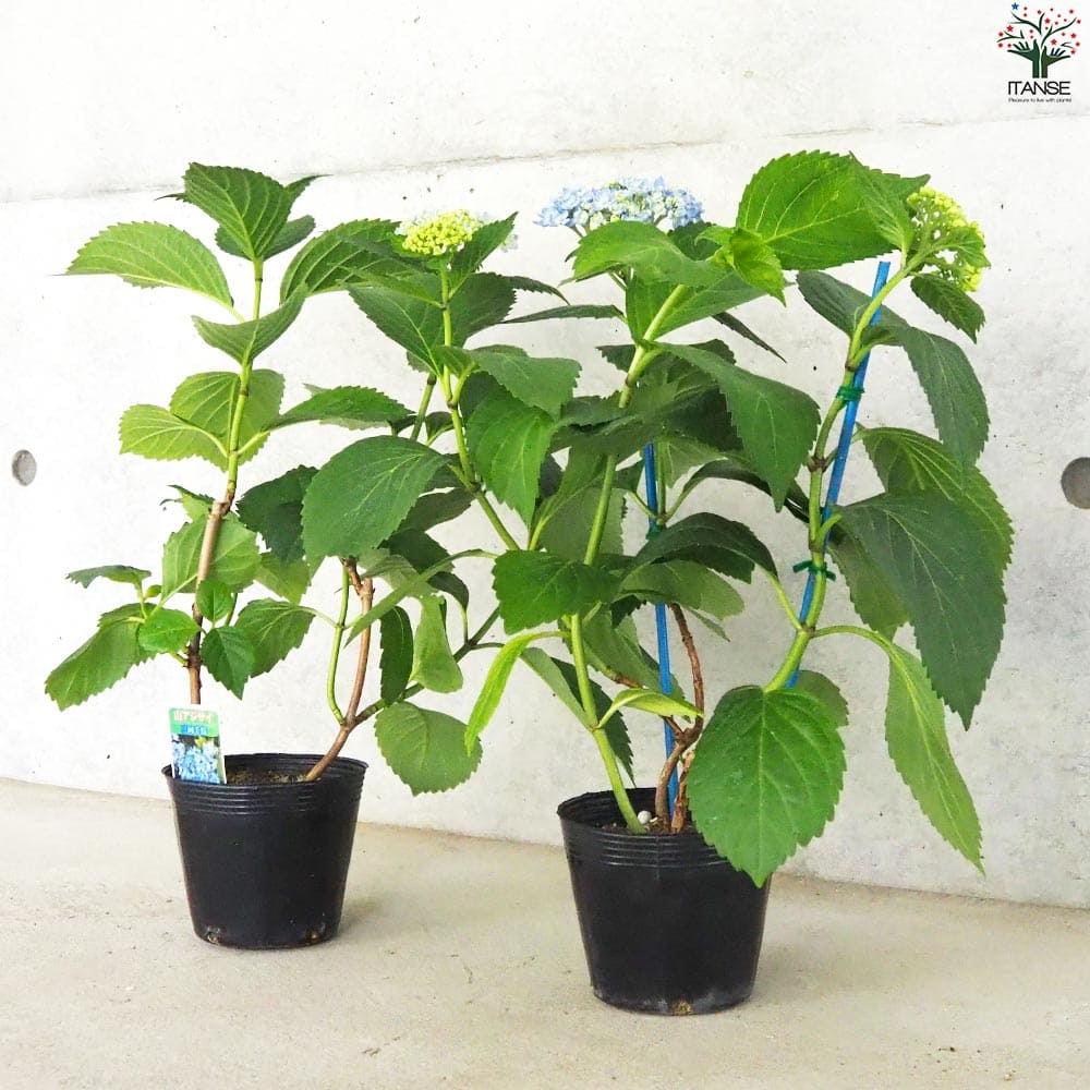 山アジサイ 三河千鳥(ミカワチドリ)【花苗 4号ポット】｜ 【植物の