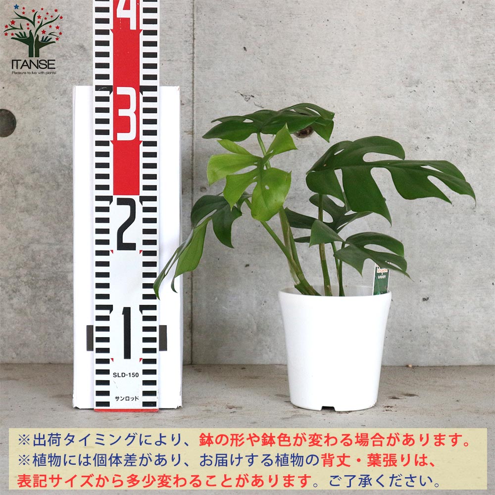 ヒメモンステラ （姫モンステラ）【観葉植物 リビングやオフィスに置きやすい4号サイズ】