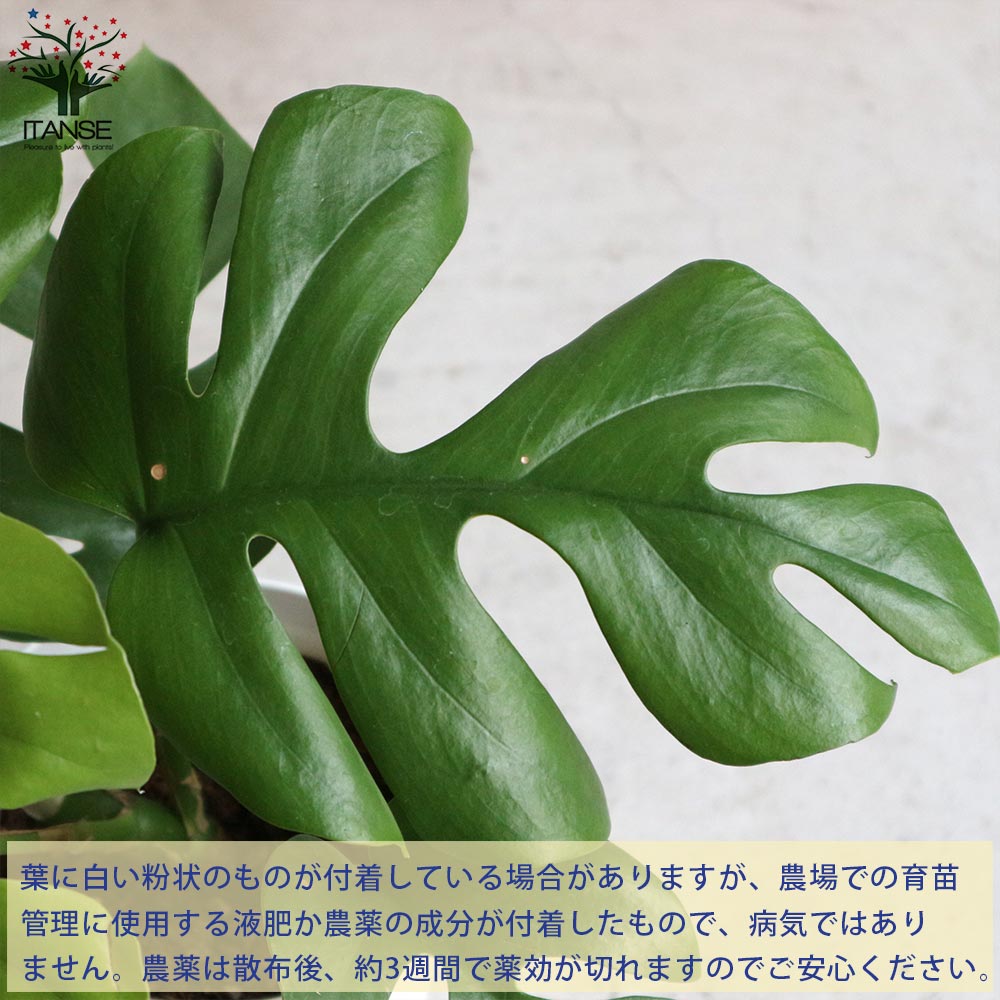 ヒメモンステラ （姫モンステラ）【観葉植物 リビングやオフィスに置きやすい4号サイズ】
