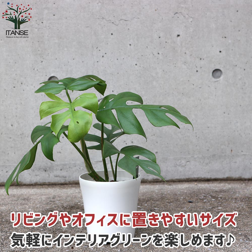 ヒメモンステラ （姫モンステラ）【観葉植物 リビングやオフィスに置きやすい4号サイズ】
