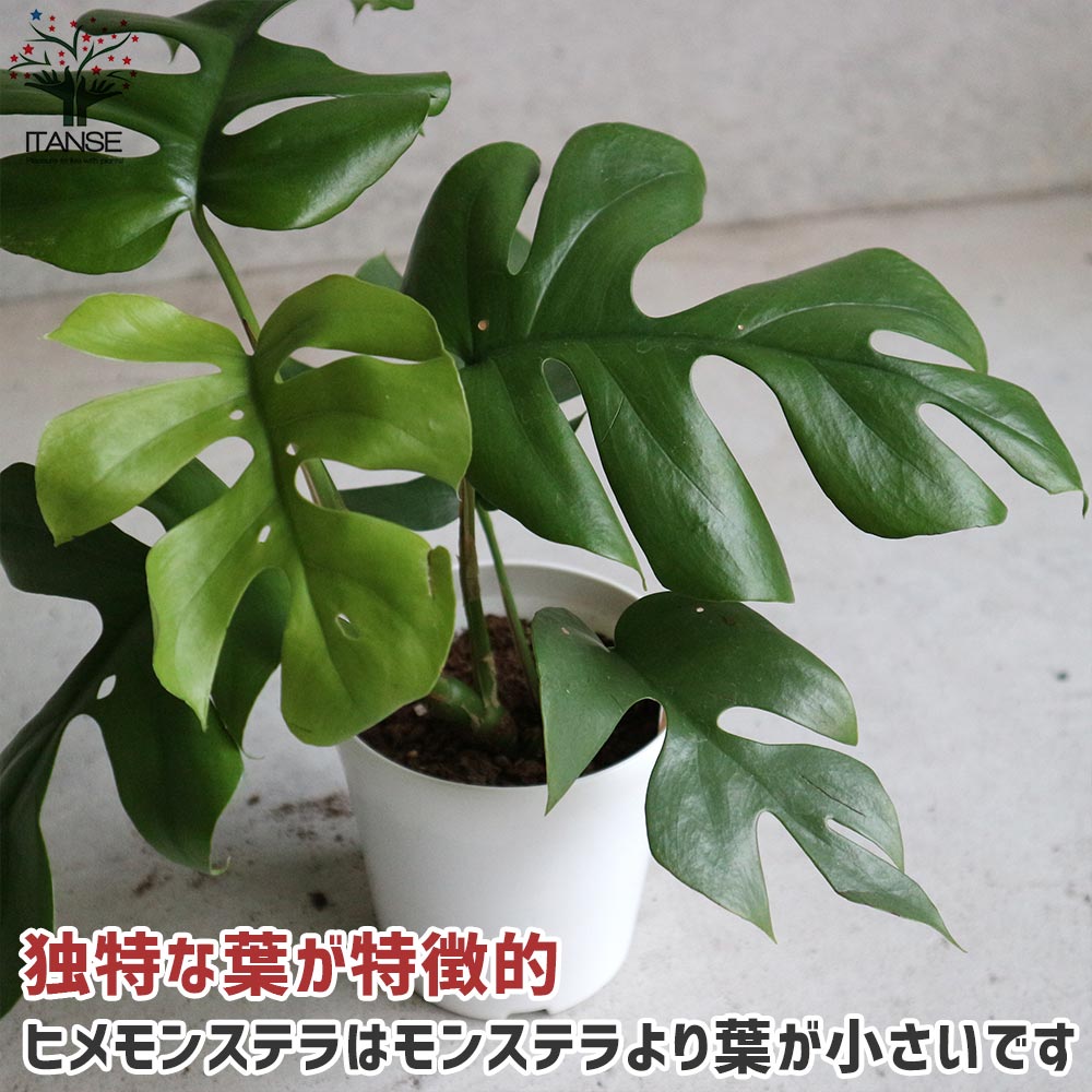 ヒメモンステラ （姫モンステラ）【観葉植物 リビングやオフィスに置きやすい4号サイズ】