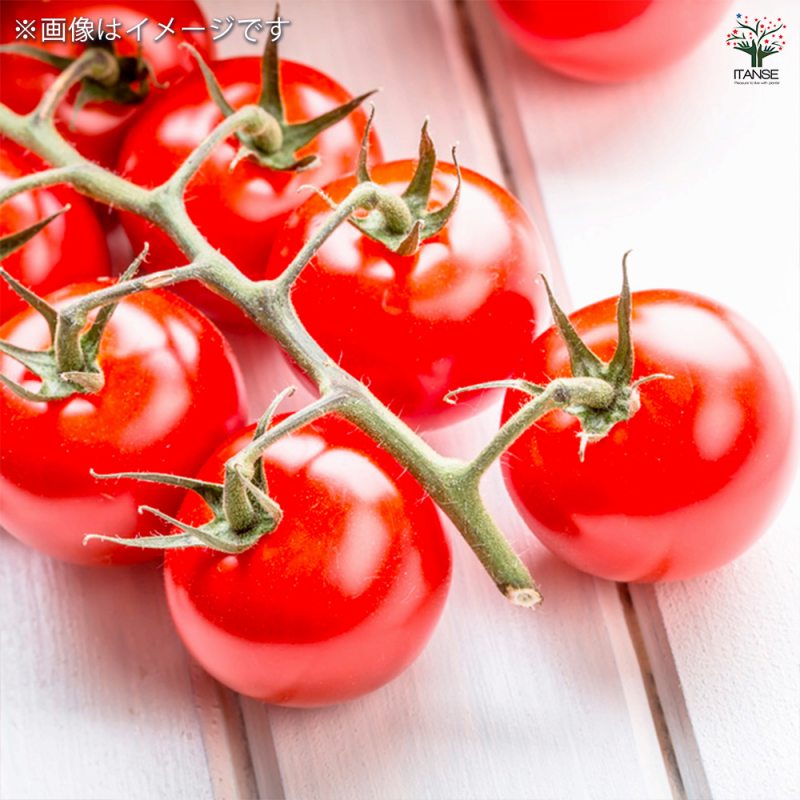 秋トマトの苗2個~【野菜苗 9cmポット自根苗】