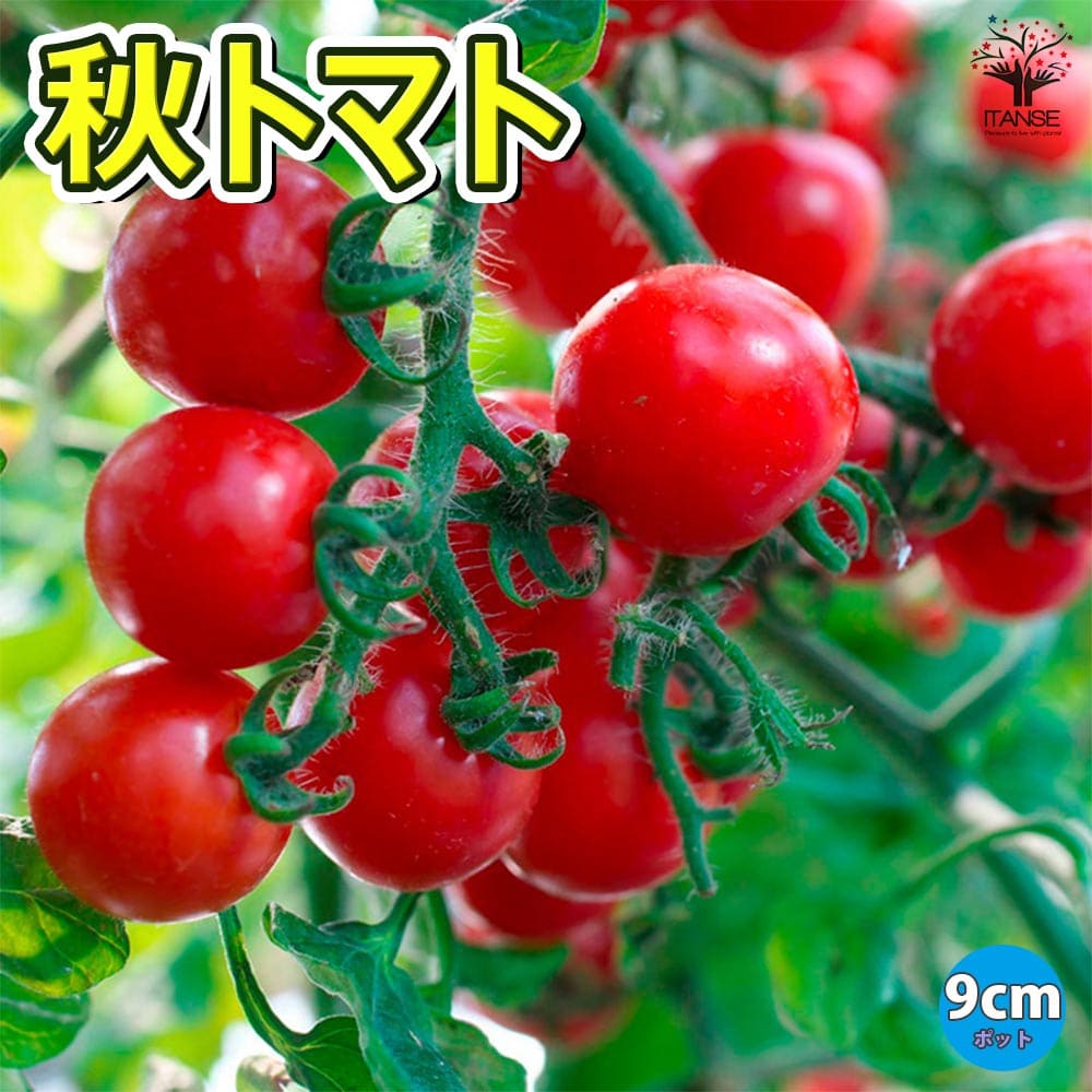 秋トマトの苗2個～【野菜苗 9cmポット自根苗】