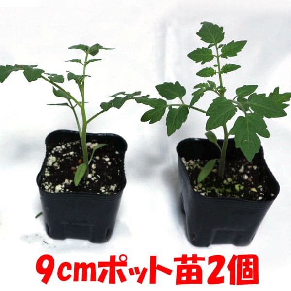 秋トマトの苗【野菜苗 9cmポット自根苗】