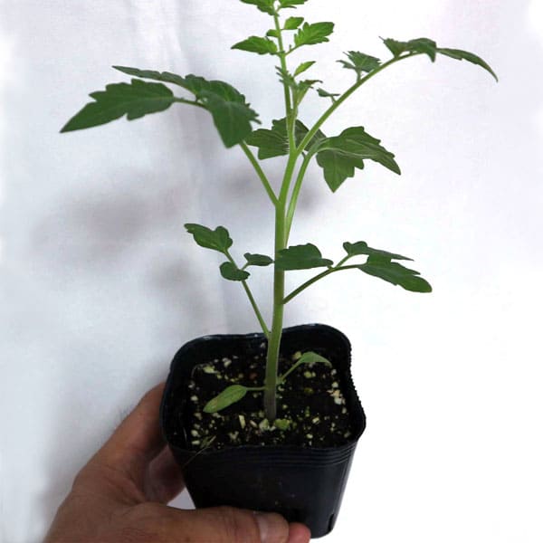 秋トマトの苗2個～【野菜苗 9cmポット自根苗】