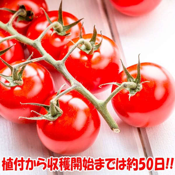 秋トマトの苗2個～【野菜苗 9cmポット自根苗】