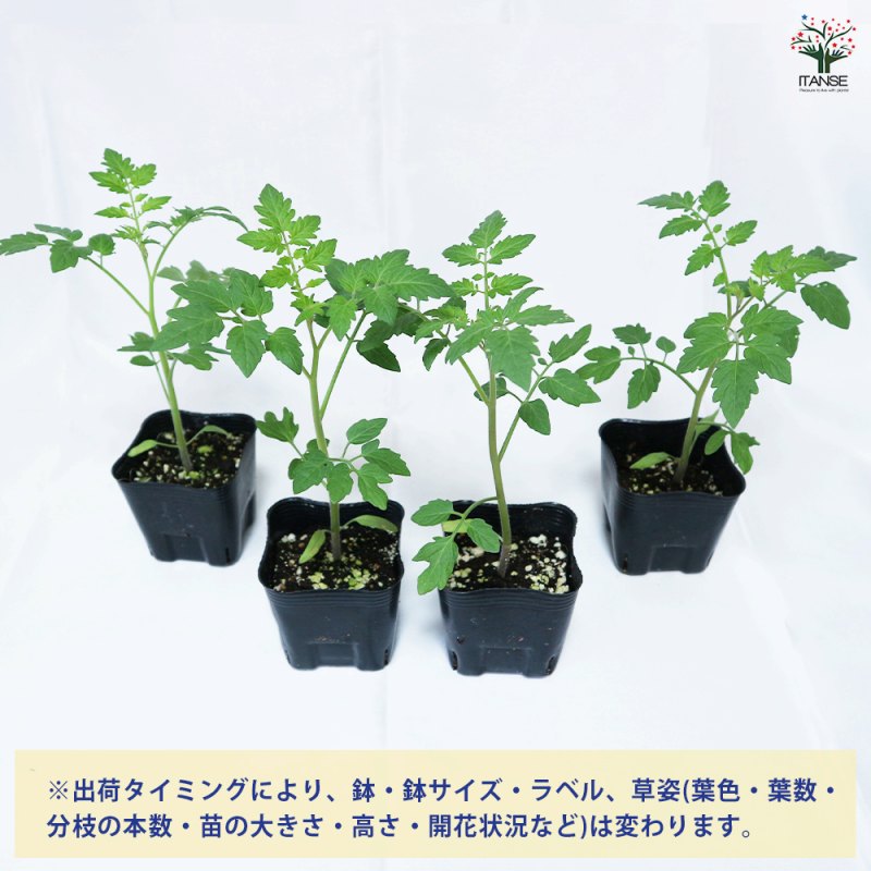 秋トマトの苗2個~【野菜苗 9cmポット自根苗】