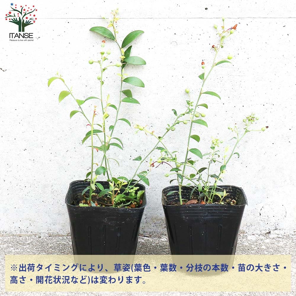 ビルベリー(ワイルドブルーベリー)【果樹の苗 3号ポット売り