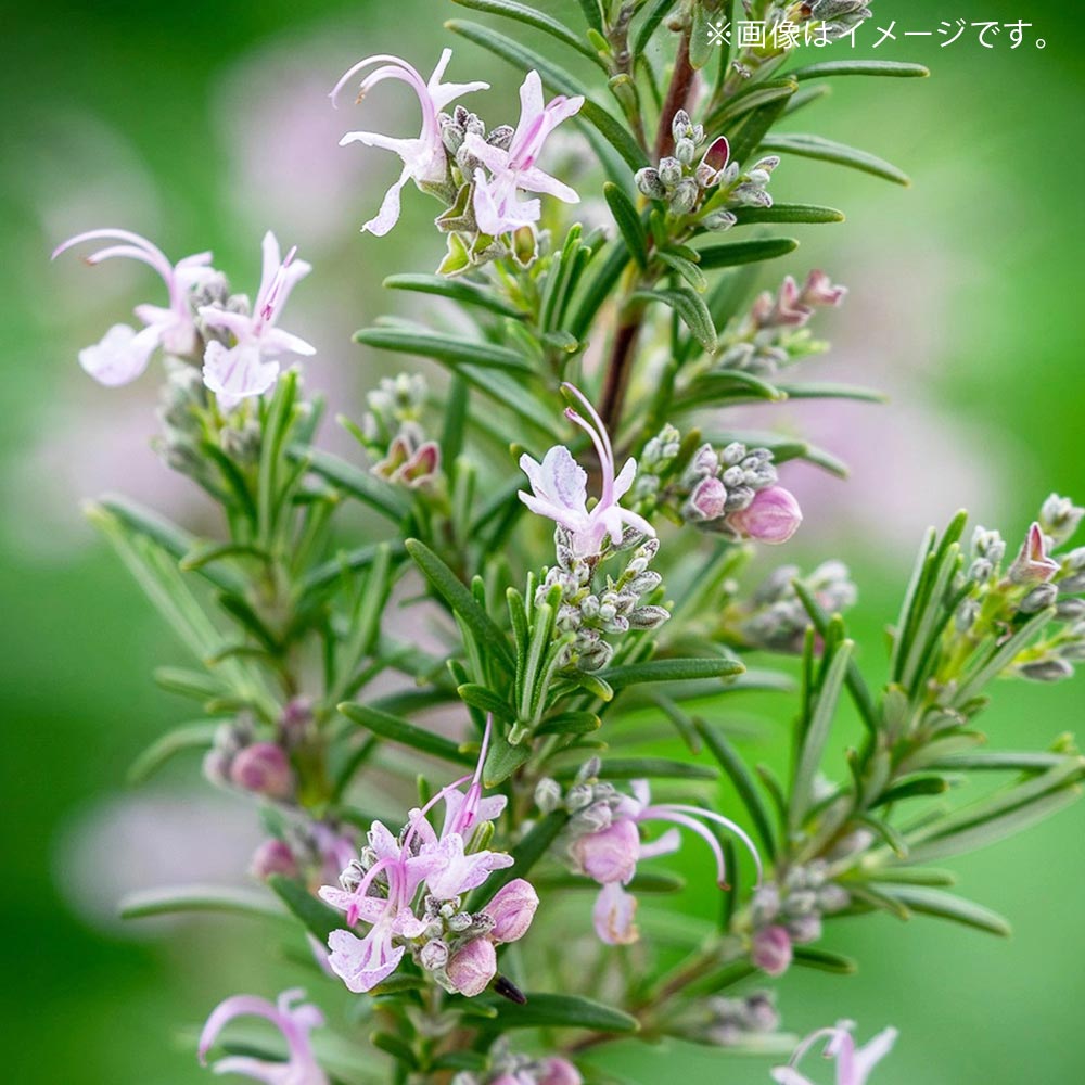 ローズマリー アップライトピンク(立ち性ピンク花) 10.5cm2個