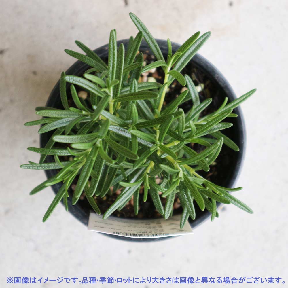 ローズマリー アップライトピンク(立ち性ピンク花) 10.5cm2個