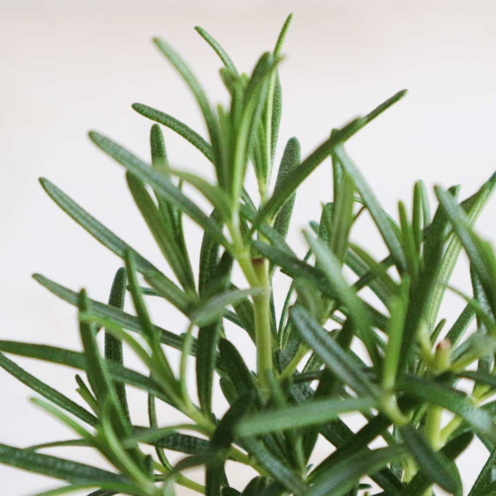 ローズマリー アップライトピンク(立ち性ピンク花) 10.5cm2個～【おうちで簡単！育てやすい10.5cmポットハーブ苗シリーズ！】