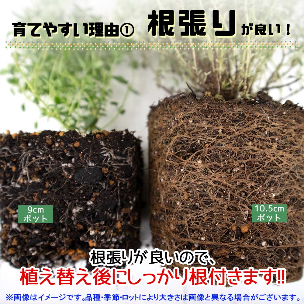 ローズマリー アップライトピンク(立ち性ピンク花) 10.5cm2個～【おうちで簡単！育てやすい10.5cmポットハーブ苗シリーズ！】