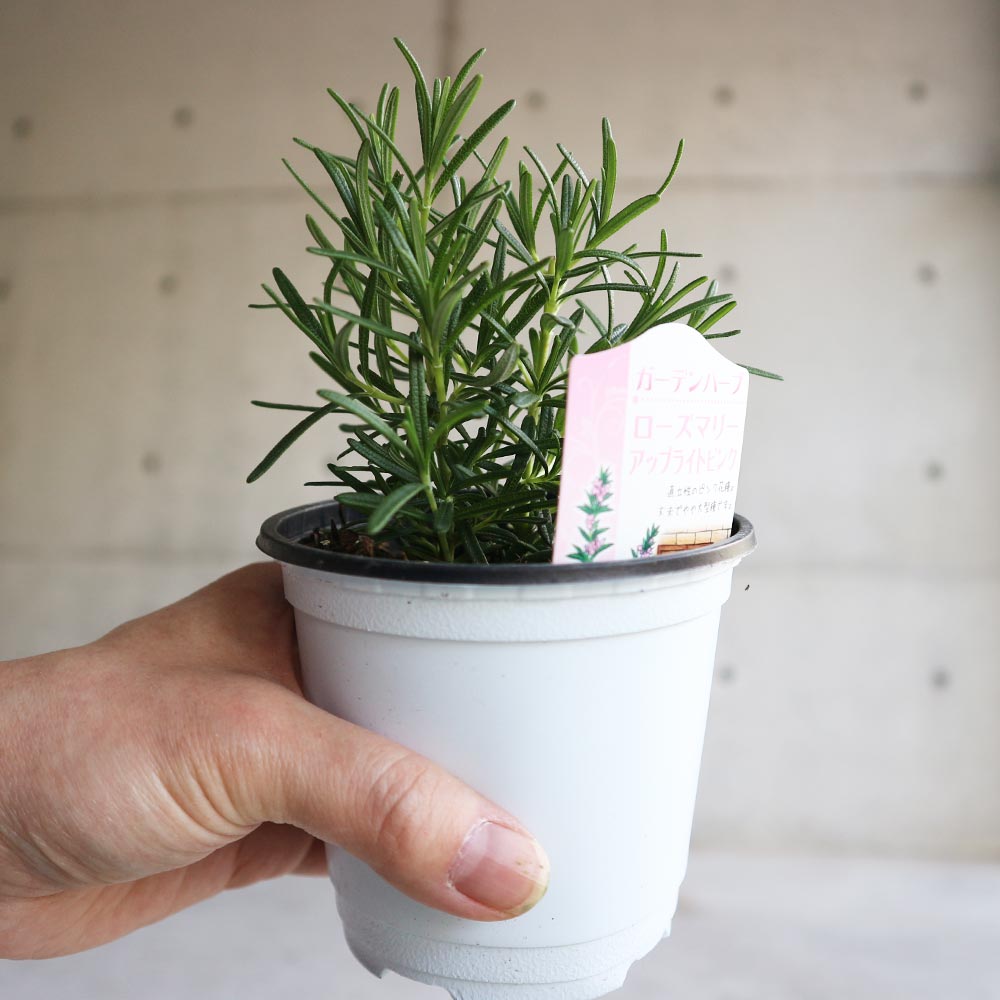 ローズマリー アップライトピンク(立ち性ピンク花) 10.5cm2個