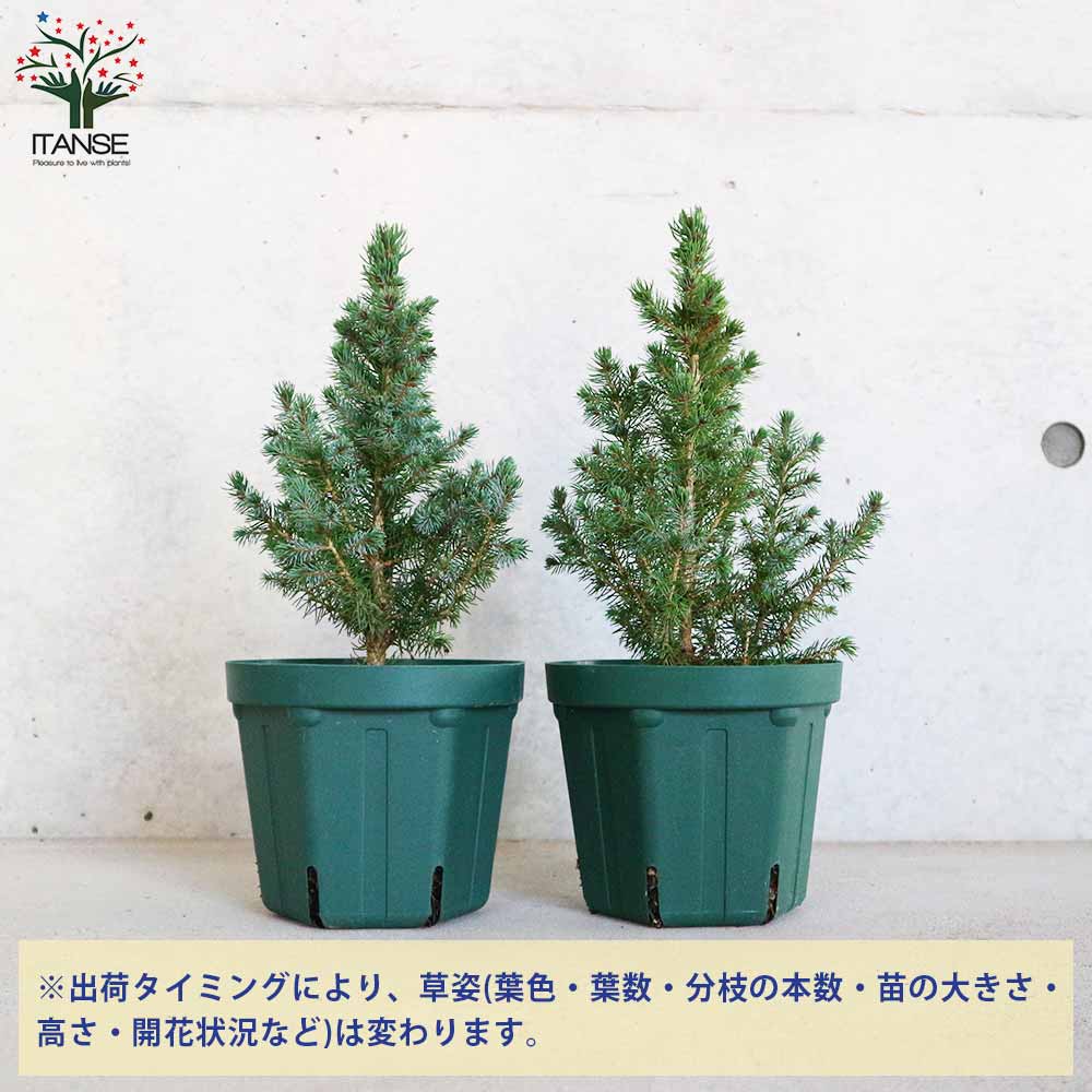コニファー ピセア グラウカ サンオンザスカイ（トウヒ）【庭木 5号鉢
