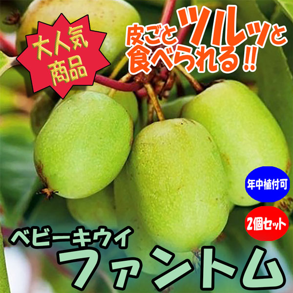 Mi-Mi キウイつる 140サイズ kiui-g001_02.jpg
